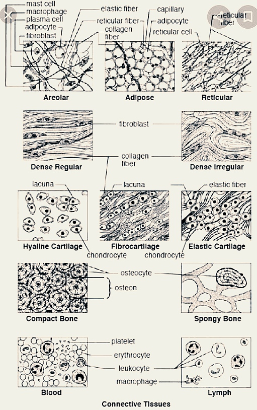 Anatomy and Physiology homework question answer, step 1, image 3